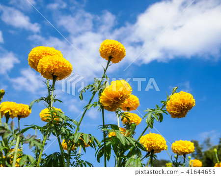 Marigold flowers in the meadow 41644655