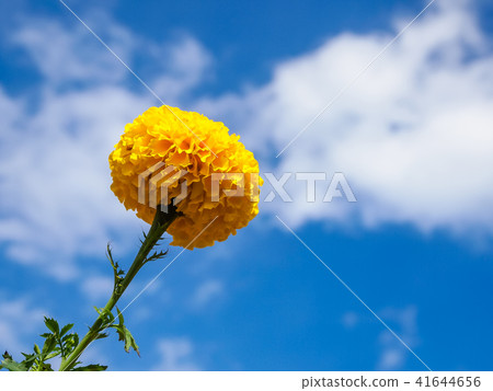 Marigold flowers in the meadow 41644656
