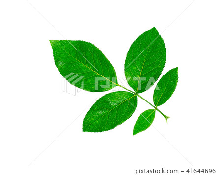 Close up green leaf of rose tree. Close up green leaf of rose tree. 41644696