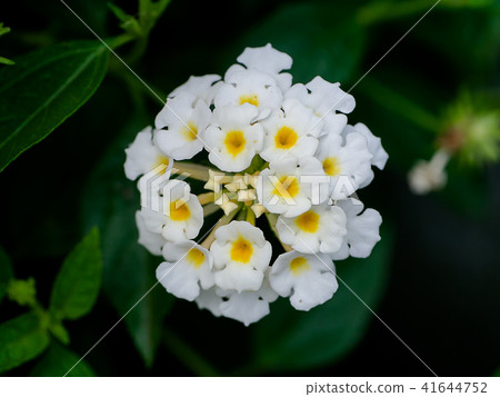 Close up of Lantana camara flower. 41644752