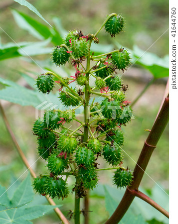Close up of Ricinus communis. 41644760