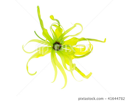 Close up of Dwarf Ylang-Ylang flower. Close up of Dwarf Ylang-Ylang flower. 41644782