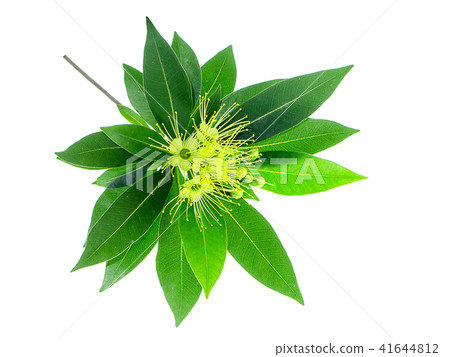 Golden Penda flower 41644812