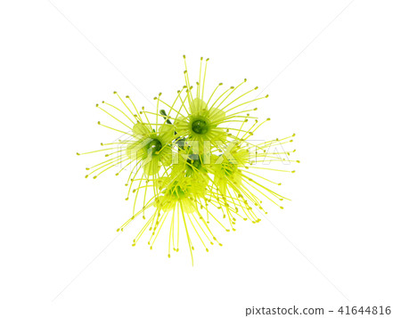 Golden Penda flower 41644816
