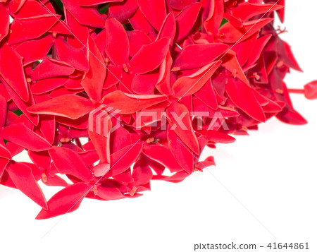 Glossy Ixora flower Glossy Ixora flower 41644861