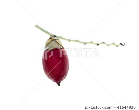 Close up of red Manila palm fruit Close up of red Manila palm fruit 41644926