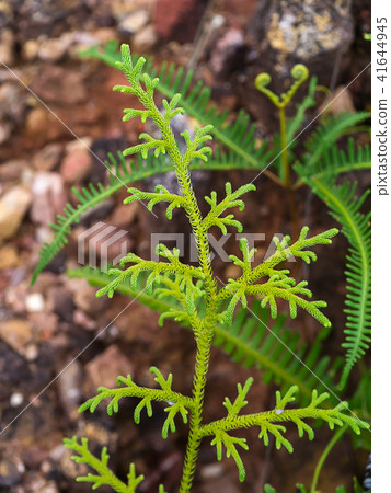 Creeping Club Moss Creeping Club Moss 41644945