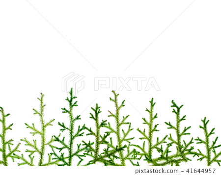 Creeping Club Moss Creeping Club Moss 41644957