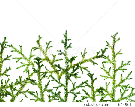 Creeping Club Moss Creeping Club Moss 41644961