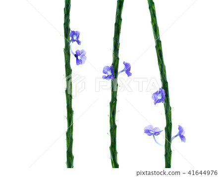 Brazilian Tea plant Brazilian Tea plant 41644976