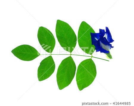 Blue Pea or Butterfly Pea. Blue Pea or Butterfly Pea. 41644985