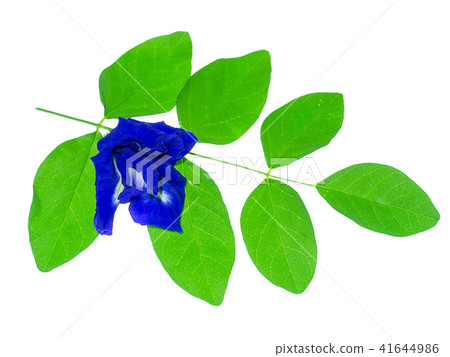 Blue Pea or Butterfly Pea. Blue Pea or Butterfly Pea. 41644986