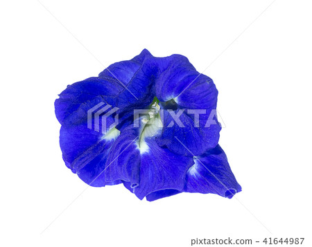 Blue Pea or Butterfly Pea. Blue Pea or Butterfly Pea. 41644987