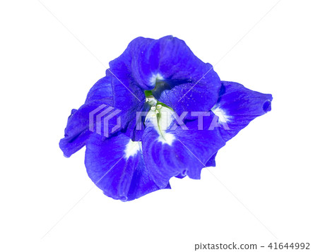 Blue Pea or Butterfly Pea. Blue Pea or Butterfly Pea. 41644992