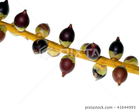 Macarthurs Palm seeds 41644993