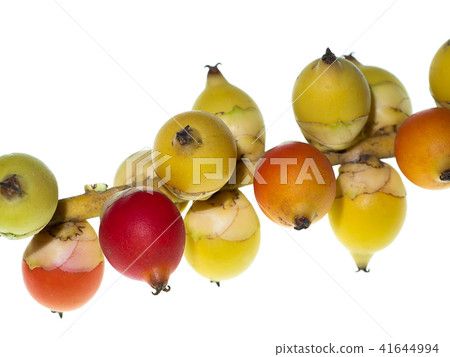 Macarthurs Palm seeds Macarthurs Palm seeds 41644994
