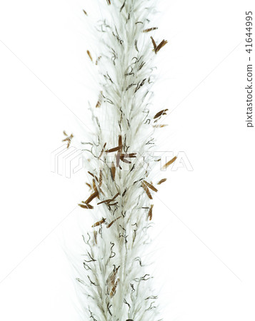 Close up Blady grass on white background Close up Blady grass on white background 41644995