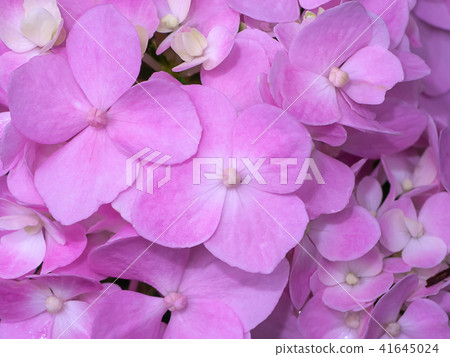 Close up Hydrengea flower. 41645024