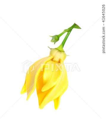 fragrant flowers of climbing ylang-ylang fragrant flowers of climbing ylang-ylang 41645026