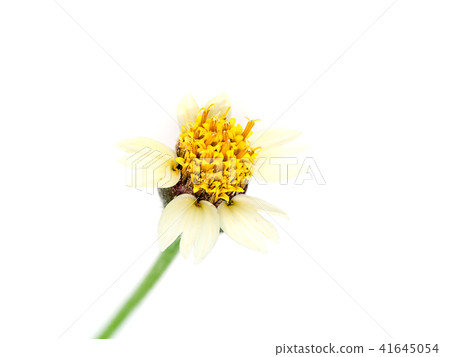 Mexican daisy flower. 41645054