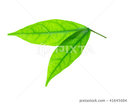 Wrightia religiosa Benth 41645084