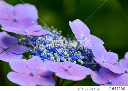 Hydrangea Hydrangea 41645208