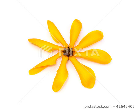 Gardenia carinata Wallich flower Gardenia carinata Wallich flower 41645405