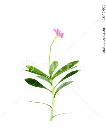 Close up of Talinum paniculatum 41645406