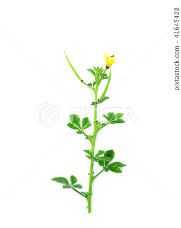 Close up Polanisia flower. 41645428