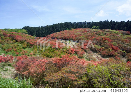 新疆綠色大和胜山山頂的杜鵑花群學生（2018年5月） 41645595