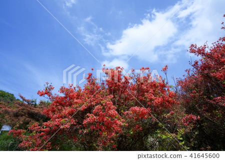新疆綠色大和胜山山頂的杜鵑花群學生（2018年5月） 41645600