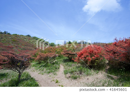 新疆綠色大和胜山山頂的杜鵑花群學生(2018年5月) 新疆綠色大和胜山山頂的杜鵑花群學生(2018年5月) 41645601