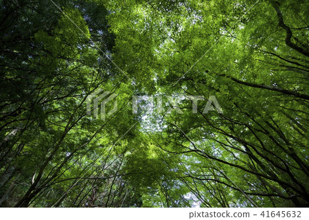 新鮮綠色的大和胜山(2018年5月) 新鮮綠色的大和胜山(2018年5月) 41645632