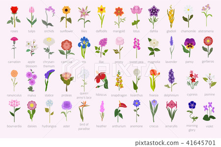 Your garden flowers guide infographic. Top 50 41645701