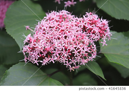 Buttonwort flower 41645836