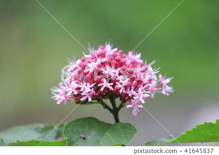 Buttonwort flower 41645837