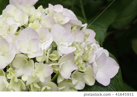 Hydrangea flower 01 41645931