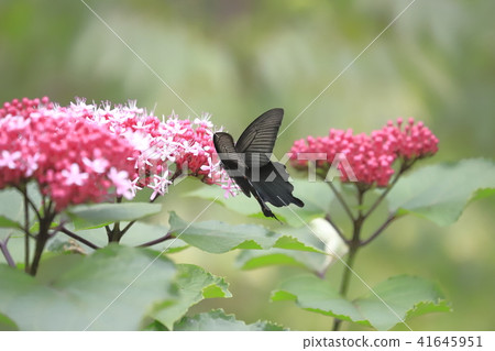 Butterfly flower and cucurbit 41645951