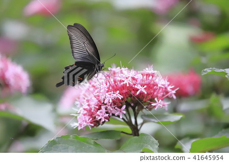 Butterfly flower and cucurbit 41645954