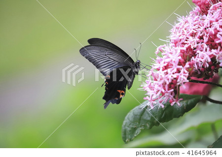 Butterfly flower and cucurbit Butterfly flower and cucurbit 41645964