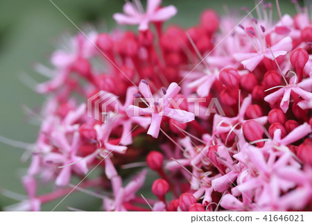 Buttonwort flower Macro lens 41646021