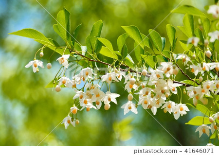 White flowers of Egonoki 41646071