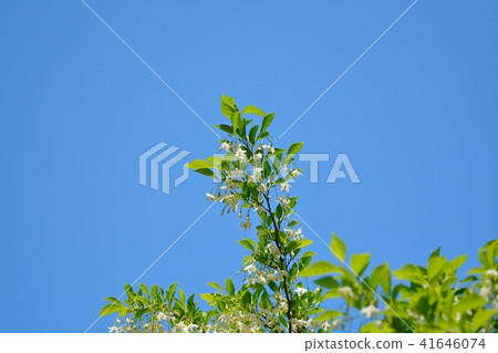 White flowers of Egonoki White flowers of Egonoki 41646074