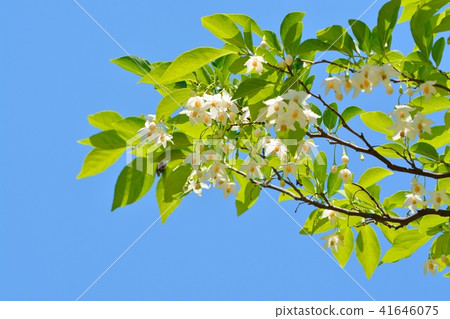 Egonoki白花 Egonoki白花 41646075