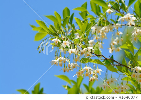 Egonoki白花 41646077