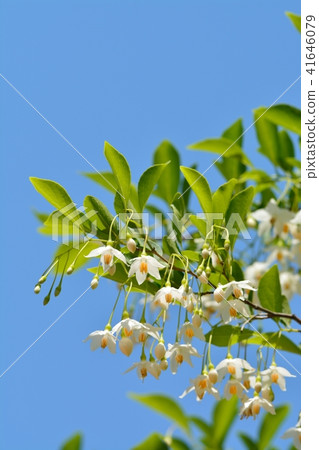 Egonoki白花 41646079