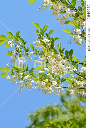 Egonoki白花 41646081