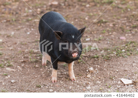 Wild black boar or pig. Wildlife in natural habitat Wild black boar or pig. Wildlife in natural habitat 41646402