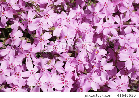 Moss phlox Moss phlox 41646639