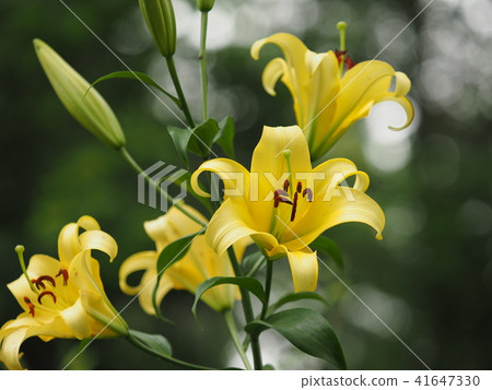百合 百合 41647330